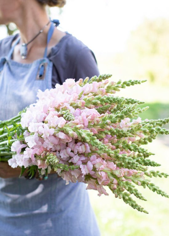 Snapdragon ‘Costa Silver’ - Clementine Home Floral Gift