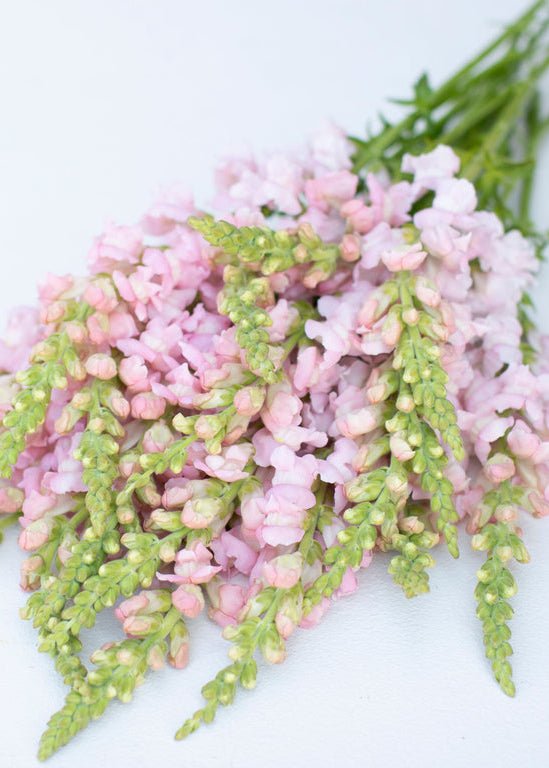 Snapdragon ‘Costa Silver’ - Clementine Home Floral Gift