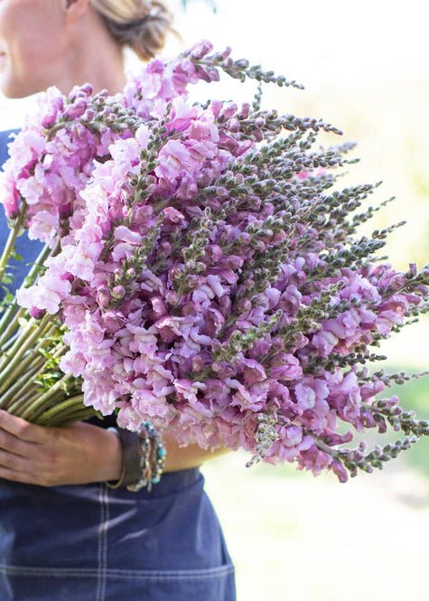 Snapdragon ‘Costa Summer Lavender’ - Clementine Home Floral Gift