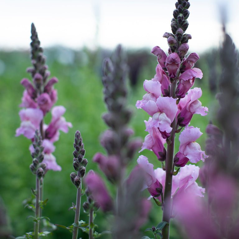 Snapdragon ‘Costa Summer Lavender’ - Clementine Home Floral Gift