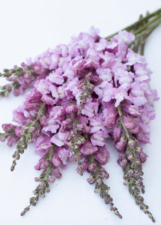 Snapdragon ‘Costa Summer Lavender’ - Clementine Home Floral Gift