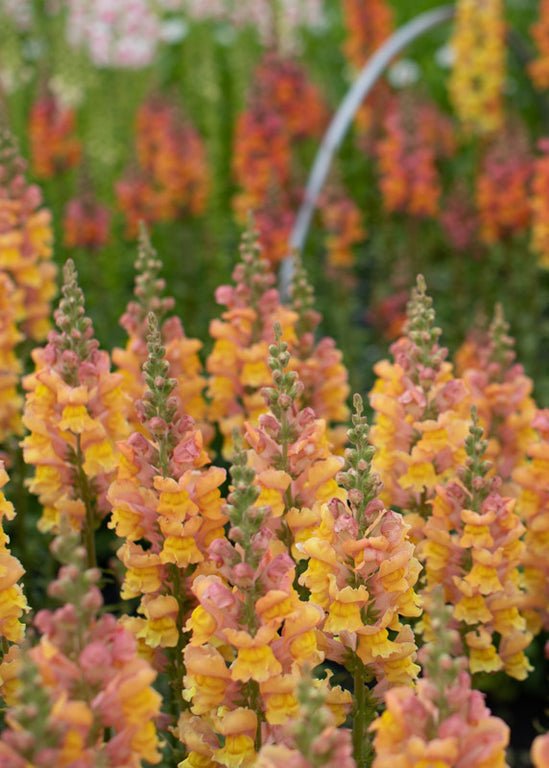 Snapdragon ‘Costa Summer Orange’ - Clementine Home Floral Gift