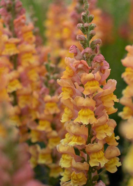 Snapdragon ‘Costa Summer Orange’ - Clementine Home Floral Gift