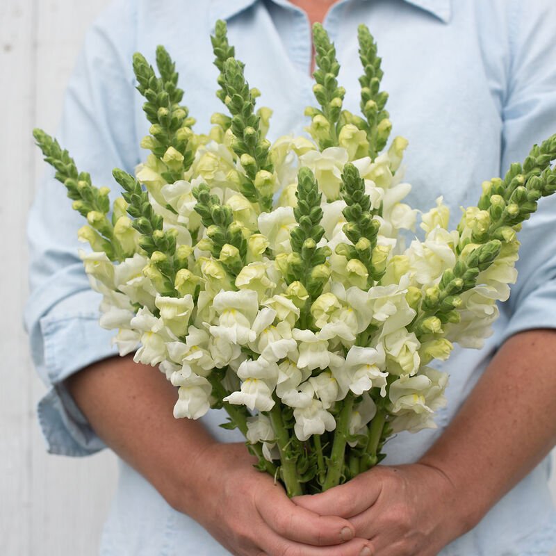Snapdragon - Ivory - Clementine Home Floral Gift
