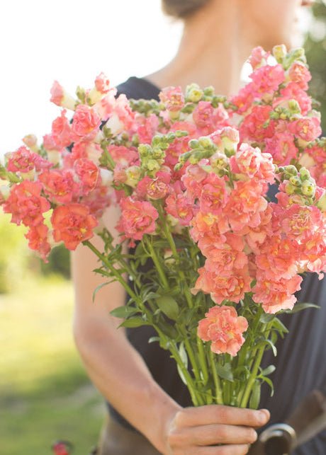 Snapdragon ‘Madame Butterfly Bronze’ - Clementine Home Floral Gift