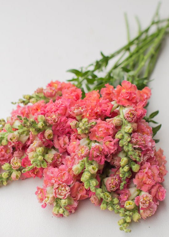 Snapdragon ‘Madame Butterfly Bronze’ - Clementine Home Floral Gift