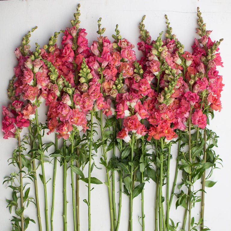Snapdragon ‘Madame Butterfly Bronze’ - Clementine Home Floral Gift