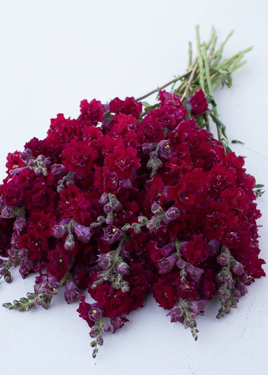 Snapdragon ‘Madame Butterfly Dark Red’ - Clementine Home Floral Gift