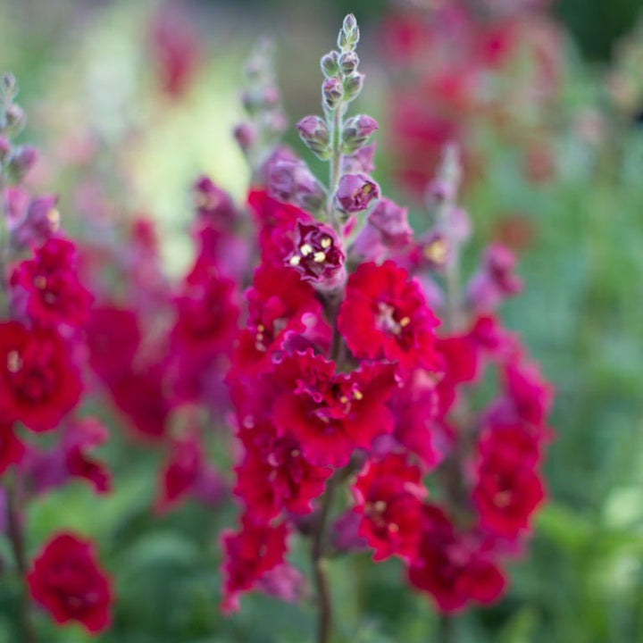 Snapdragon ‘Madame Butterfly Dark Red’ - Clementine Home Floral Gift