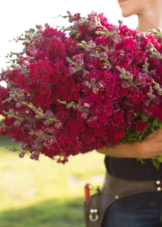 Snapdragon ‘Madame Butterfly Dark Red’ - Clementine Home Floral Gift