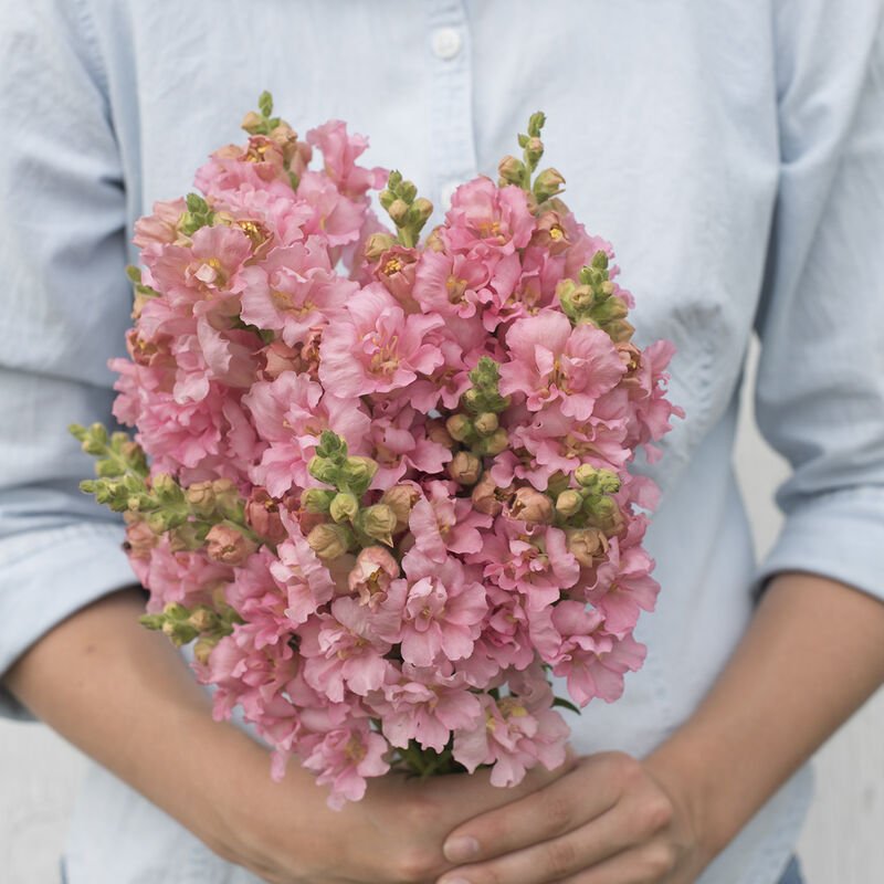 Snapdragon - Madame Butterfly Pink - Clementine Home Floral Gift