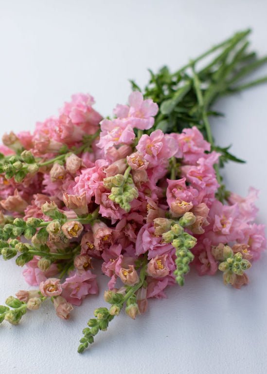 Snapdragon ‘Madame Butterfly Pink’ - Clementine Home Floral Gift