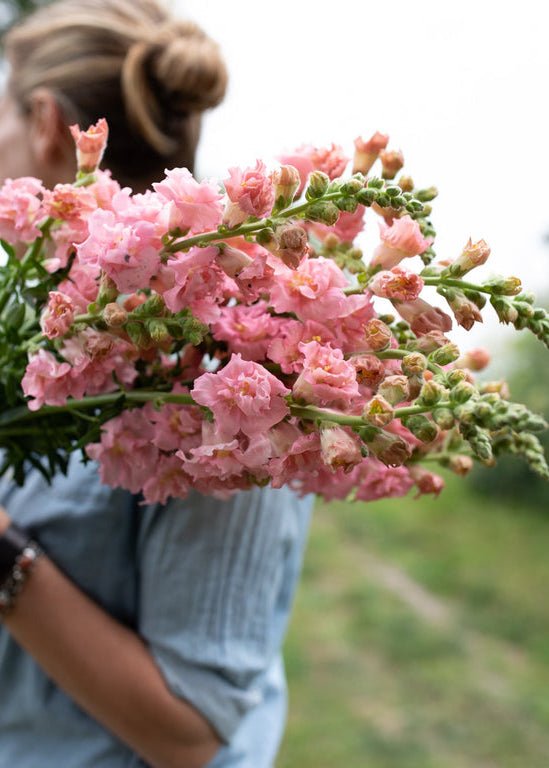 Snapdragon ‘Madame Butterfly Pink’ - Clementine Home Floral Gift