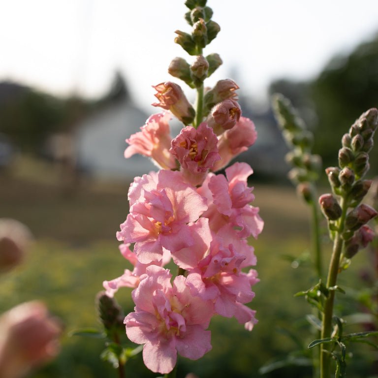 Snapdragon ‘Madame Butterfly Pink’ - Clementine Home Floral Gift