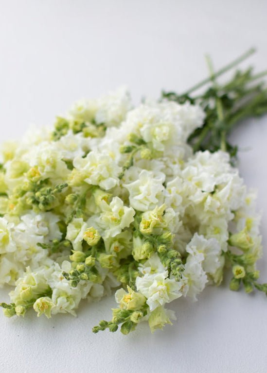 Snapdragon ‘Madame Butterfly White’ - Clementine Home Floral Gift