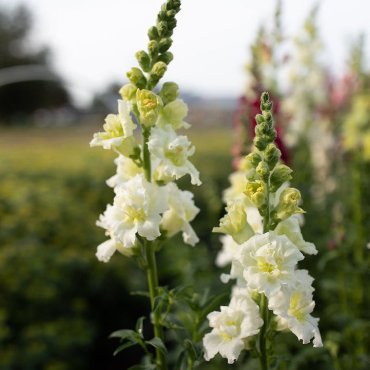 Snapdragon ‘Madame Butterfly White’ - Clementine Home Floral Gift