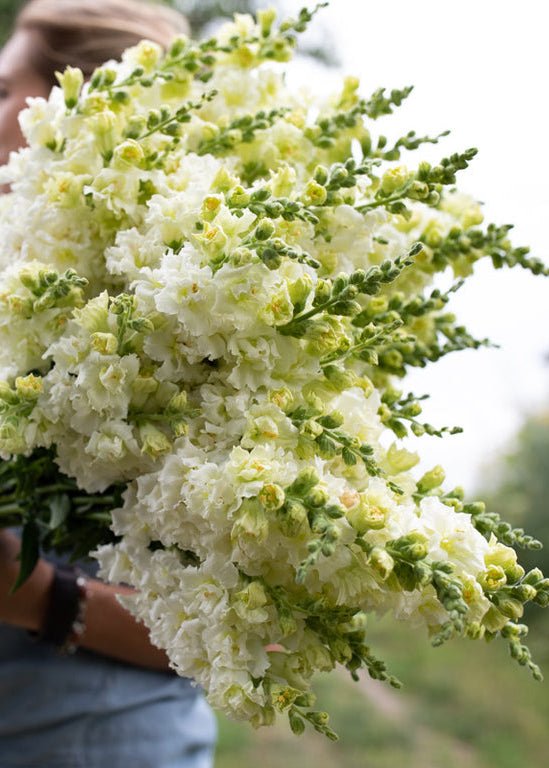 Snapdragon ‘Madame Butterfly White’ - Clementine Home Floral Gift