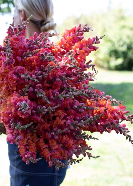 Snapdragon ‘Monaco Orange’ - Clementine Home Floral Gift