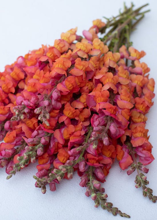 Snapdragon ‘Monaco Orange’ - Clementine Home Floral Gift