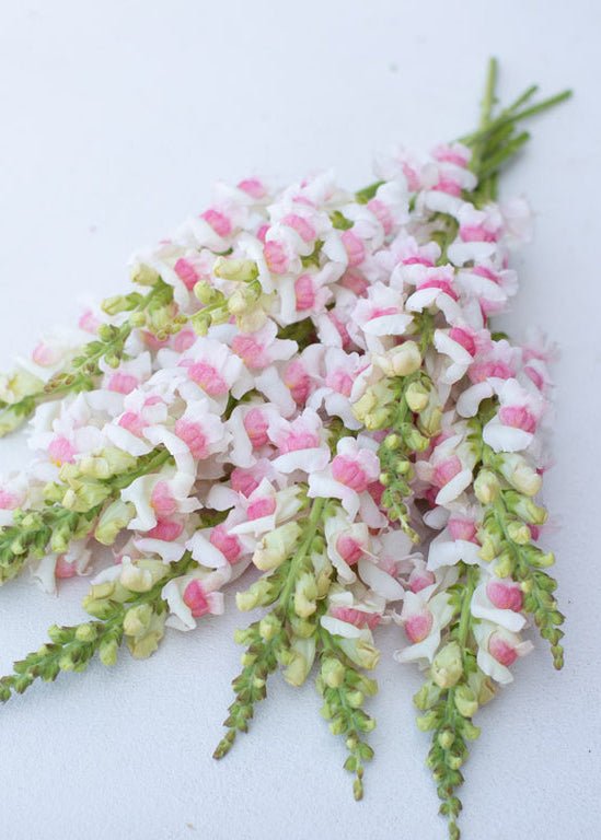 Snapdragon ‘Potomac Appleblossom’ - Clementine Home Floral Gift