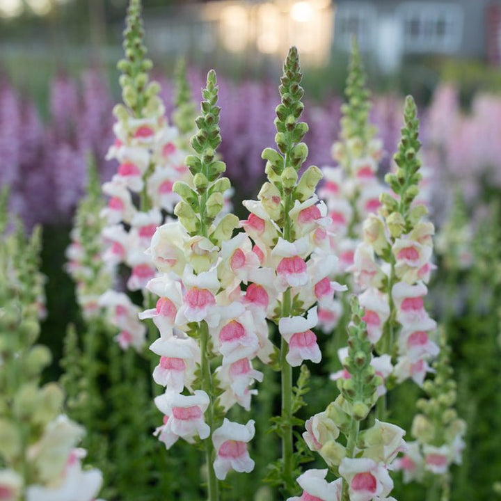 Snapdragon ‘Potomac Appleblossom’ - Clementine Home Floral Gift