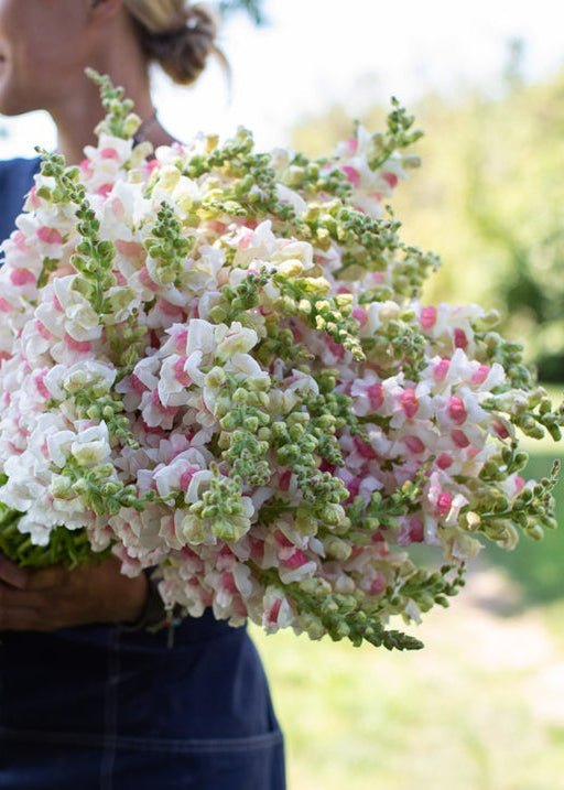 Snapdragon ‘Potomac Appleblossom’ - Clementine Home Floral Gift