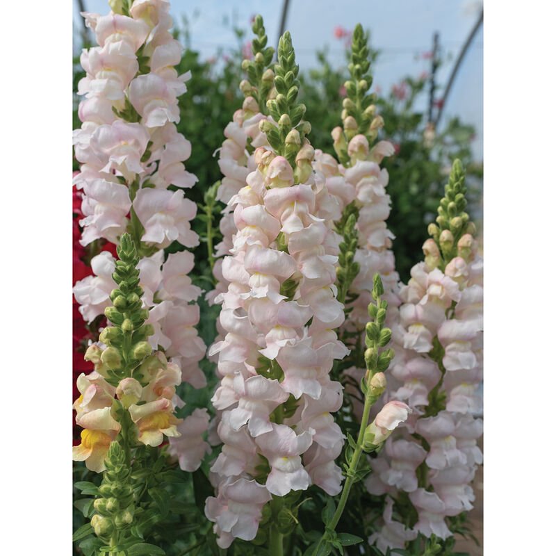 Snapdragon - Silver - Clementine Home Floral Gift