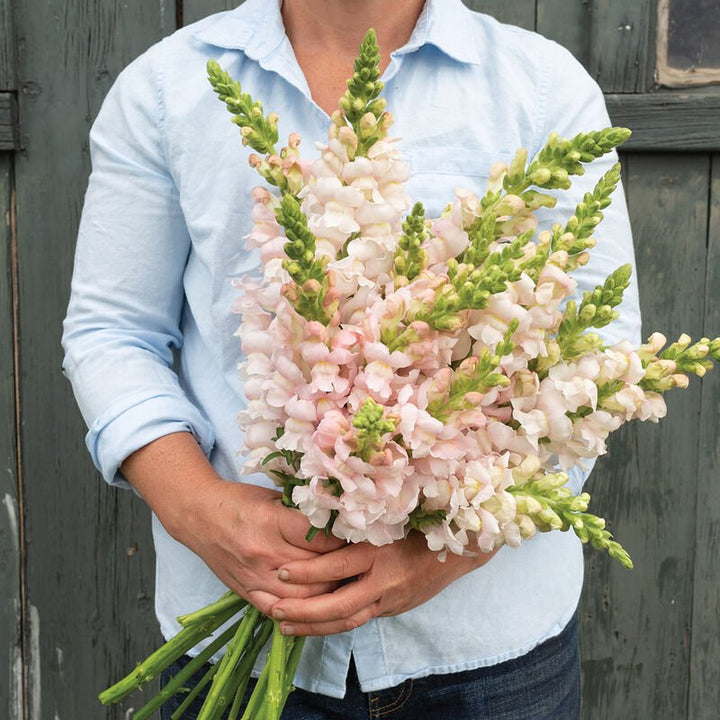 Snapdragon - Silver - Clementine Home Floral Gift