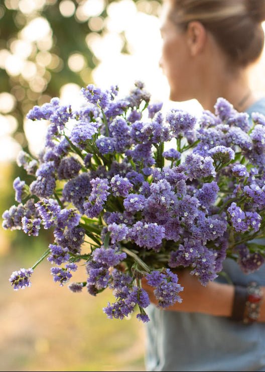 Statice ‘Light Blue’ - Clementine Home Floral Gift
