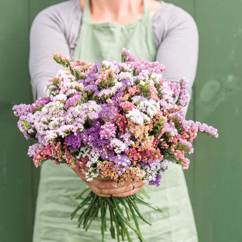 Statice - Pastel - Clementine Home Floral Gift