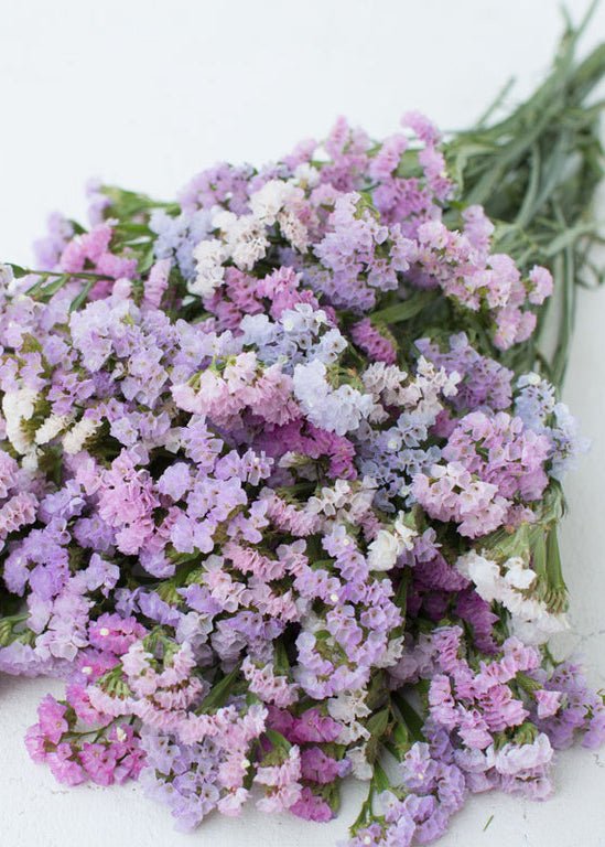 Statice ‘Pastel Mix’ - Clementine Home Floral Gift