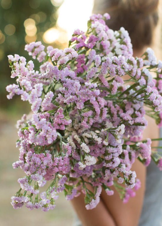 Statice ‘Pastel Mix’ - Clementine Home Floral Gift