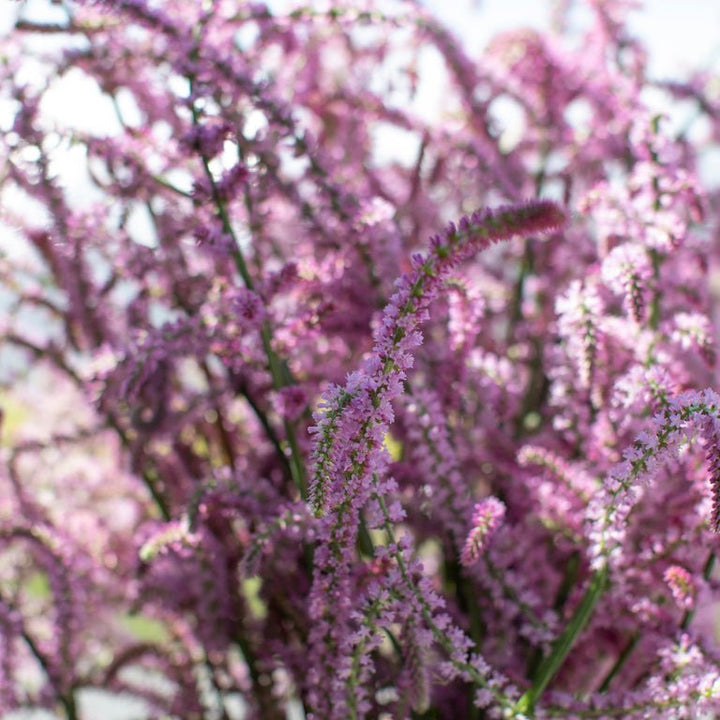 Statice ‘Rat Tail’ - Clementine Home Floral Gift