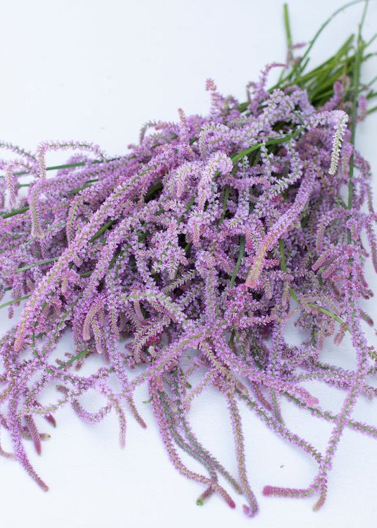 Statice ‘Rat Tail’ - Clementine Home Floral Gift