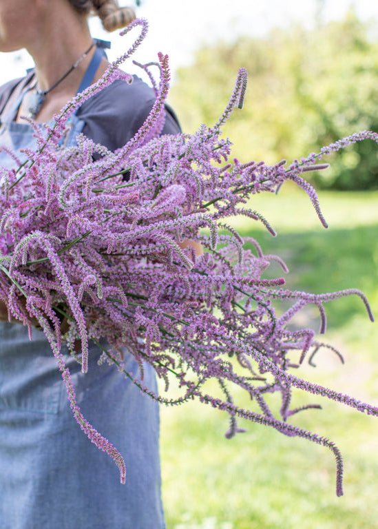 Statice ‘Rat Tail’ - Clementine Home Floral Gift