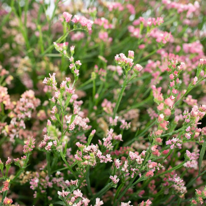 Statice ‘Sunset Mix’ - Clementine Home Floral Gift