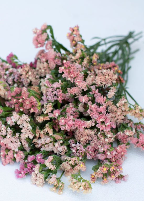 Statice ‘Sunset Mix’ - Clementine Home Floral Gift