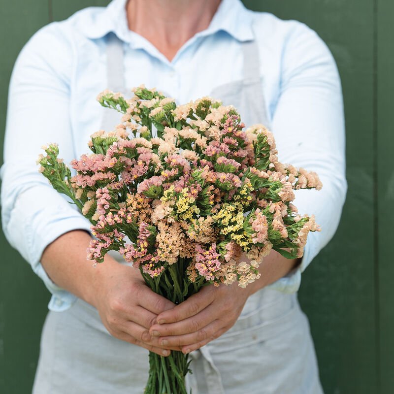 Statice - Sunset Mix - Clementine Home Floral Gift
