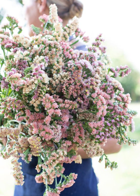 Statice ‘Sunset Mix’ - Clementine Home Floral Gift
