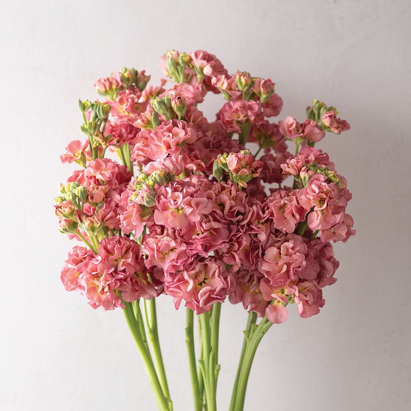 Stock - Antique Rose - Clementine Home Floral Gift