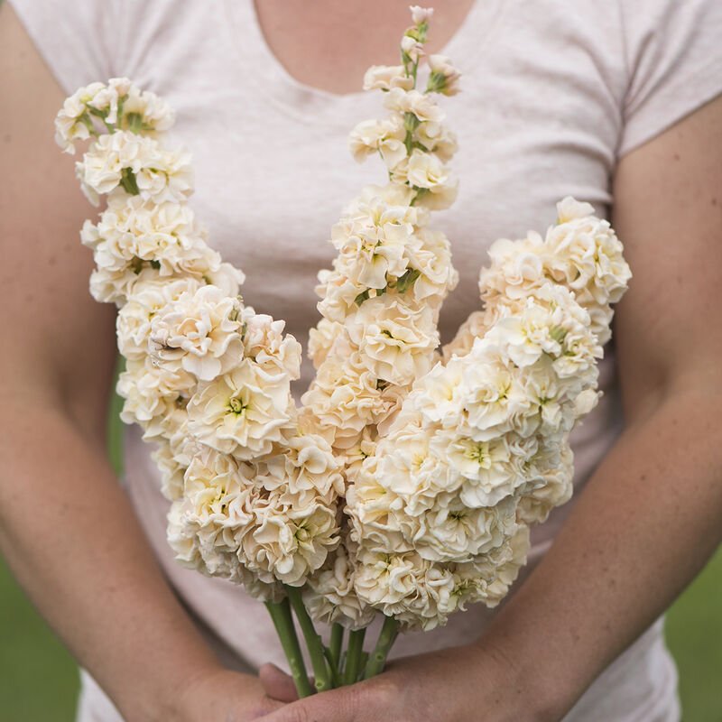 Stock - Apricot - Clementine Home Floral Gift