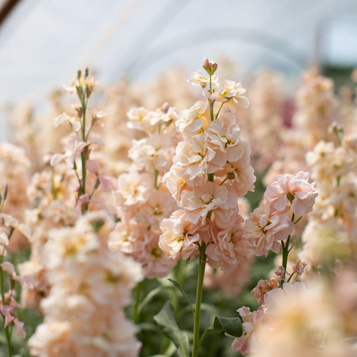 Stock ‘Apricot’ - Clementine Home Floral Gift