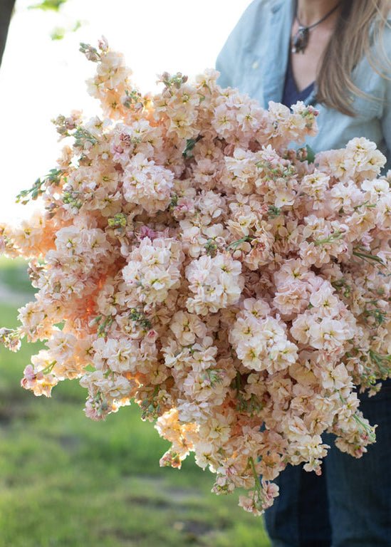 Stock ‘Apricot’ - Clementine Home Floral Gift