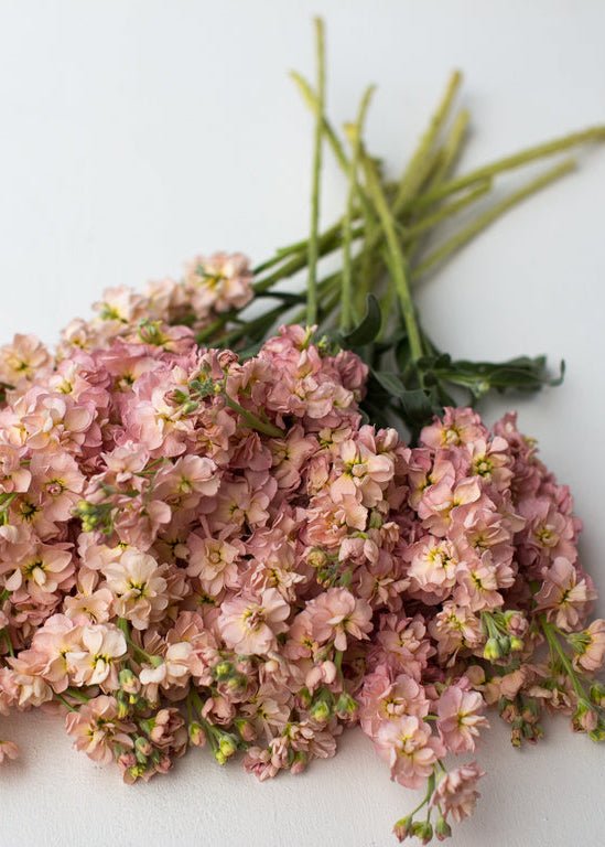 Stock ‘Apricot’ - Clementine Home Floral Gift