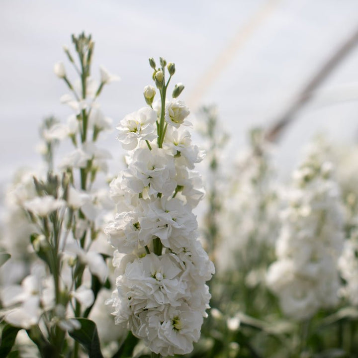 Stock ‘Avalanche Supreme’ - Clementine Home Floral Gift