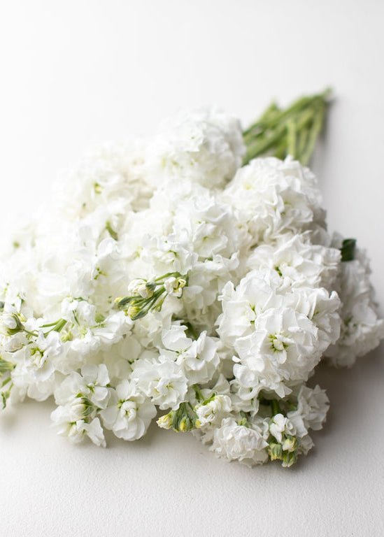 Stock ‘Avalanche Supreme’ - Clementine Home Floral Gift