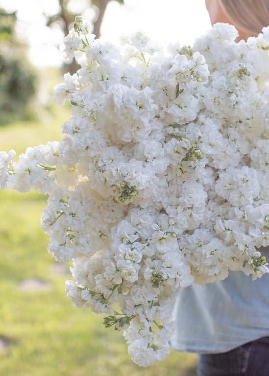 Stock ‘Avalanche Supreme’ - Clementine Home Floral Gift