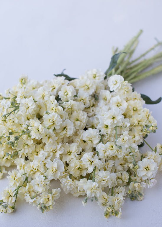 Stock ‘Buttercream’ - Clementine Home Floral Gift