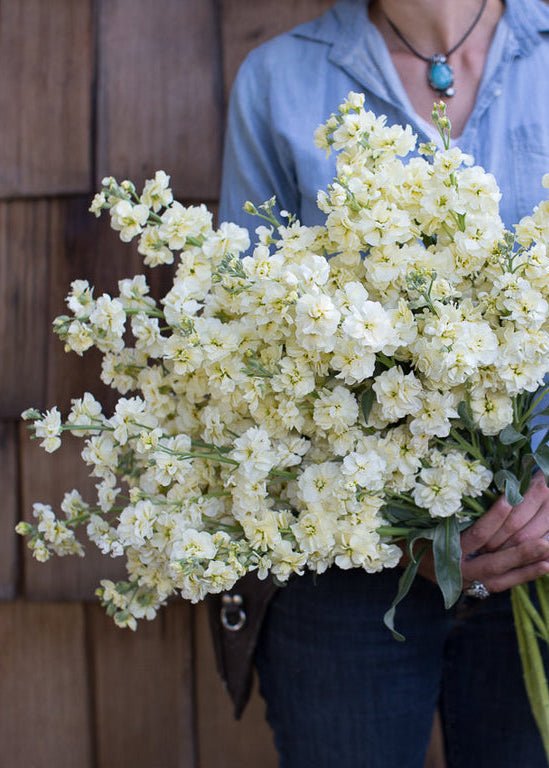 Stock ‘Buttercream’ - Clementine Home Floral Gift