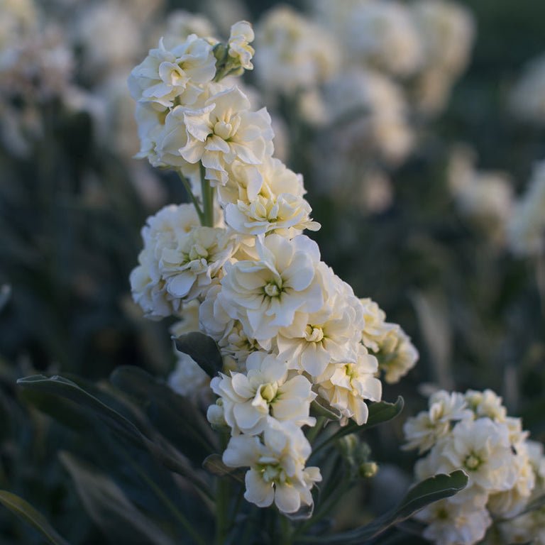 Stock ‘Buttercream’ - Clementine Home Floral Gift